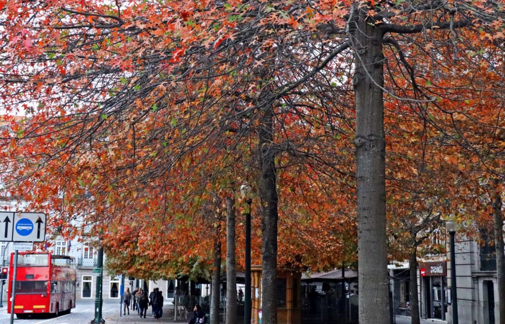Autumn in Porto