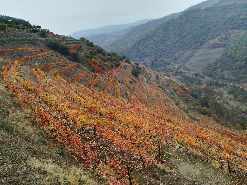 Autumn in Douro Valley